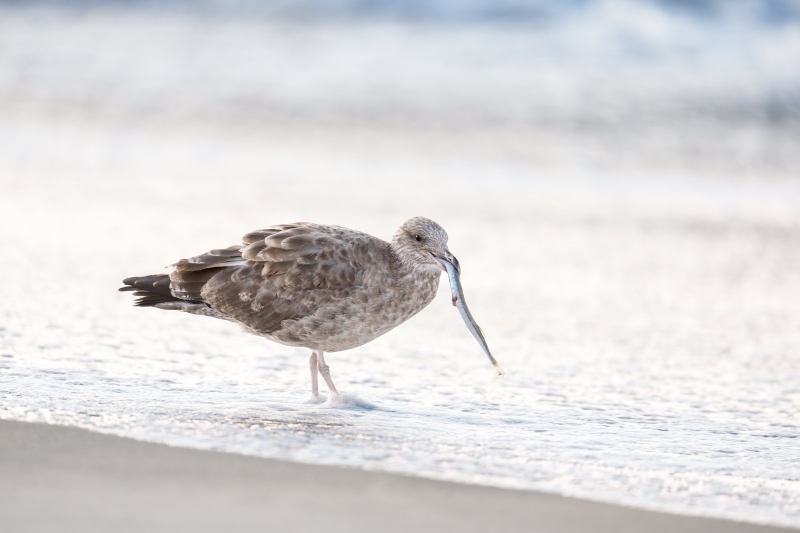 Herring-Gull-3200-with-Sand-Eel-_DSC0339-Nickerson-Beach-Park-Lido-Beach-LI-NY-Enhanced-NR
