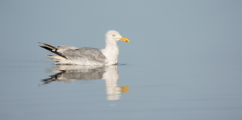 Herring-Gull-3200-worn-4th-cycle-_DSC6003-Long-Beach-LI-NY-Enhanced-NR