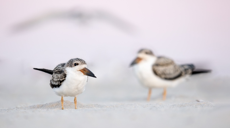 Large-Black-Skimmer-chicks-on-beach-_DSC4796-Nickerson-Beach-Park-Lido-Beach-LI-NY-Enhanced-NR