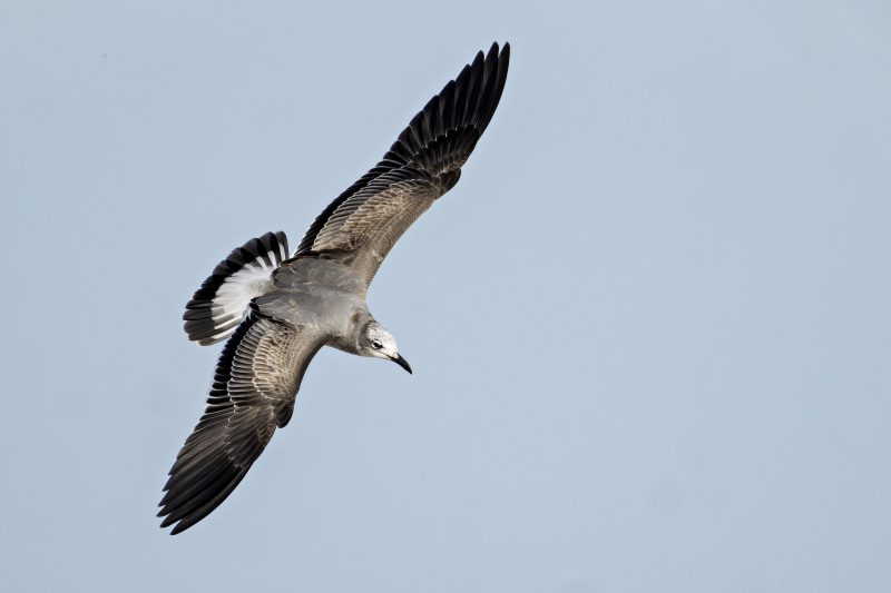 Laughing-Gull-3200-first-winter-plumage-banking-flight-1600mm-_DSC9978-Sebastian-Inlet-FL