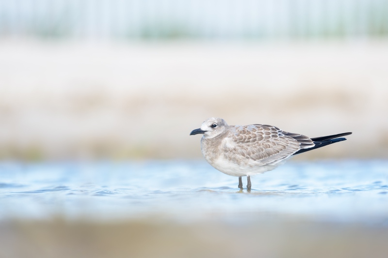 Laughing-Gull-3200-juvenile-beginning-molt-to-first-winter-plumage-_DSC7656-Long-Beach-LI-NY-Enhanced-NR