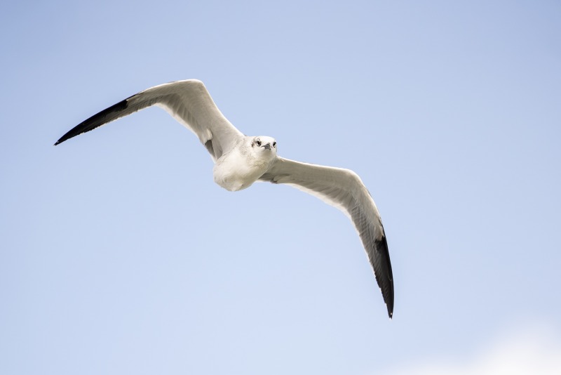 Laughing-Gull-3200-non-breeding-adult-in-flight-without-tail-_DSC5125-Sebastian-Inlet-FL Laughing-Gull-3200-non-breeding-adult-in-flight-without-tail-_DSC5125-Sebastian-Inlet-FL