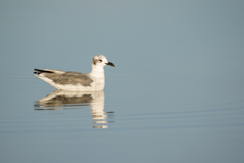 Laughing-Gull-3200-post-breeding-adult-basic-plumage-_DSC4389-Long-Beach-LI-NY-Enhanced-NR