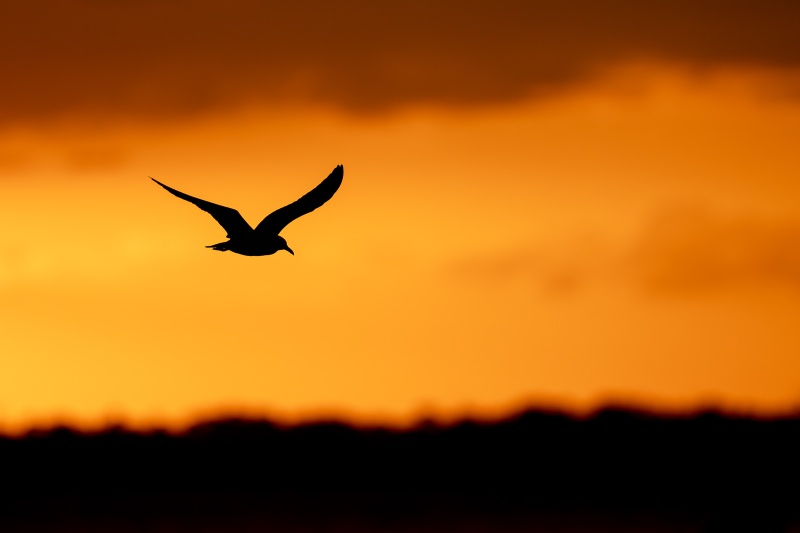 Laughing-Gull-silhouette_DSC1552-Sebastian-Inlet-FL-