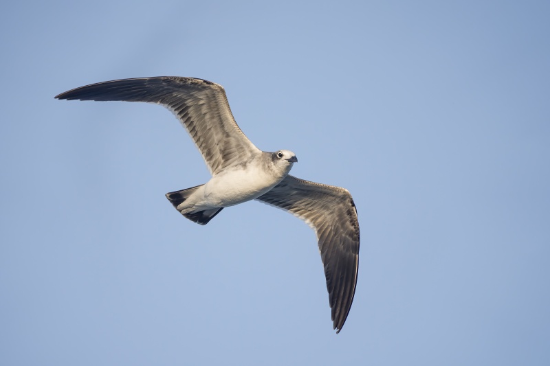 Lauhing-Gull-3200-juvenile-in-flight-RED-_DSC0623-Sebastian-Inlet-FL