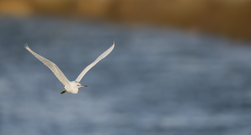 Little-Blue-Heron-3200-juvenile-flying-over-inlet-_DSC2146-Sebastian-Inlet-FL