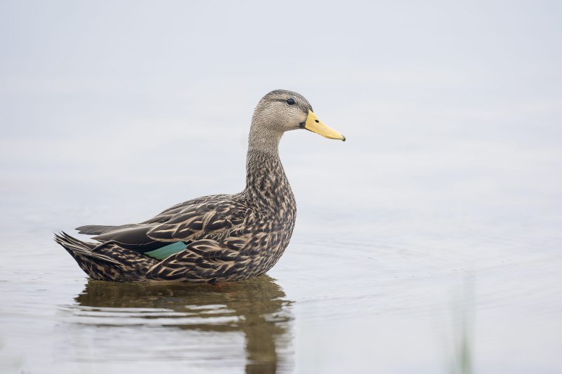 Mottled-Duck-3200-drake-_DSC0406-Indian-Lake-Estates-FL-