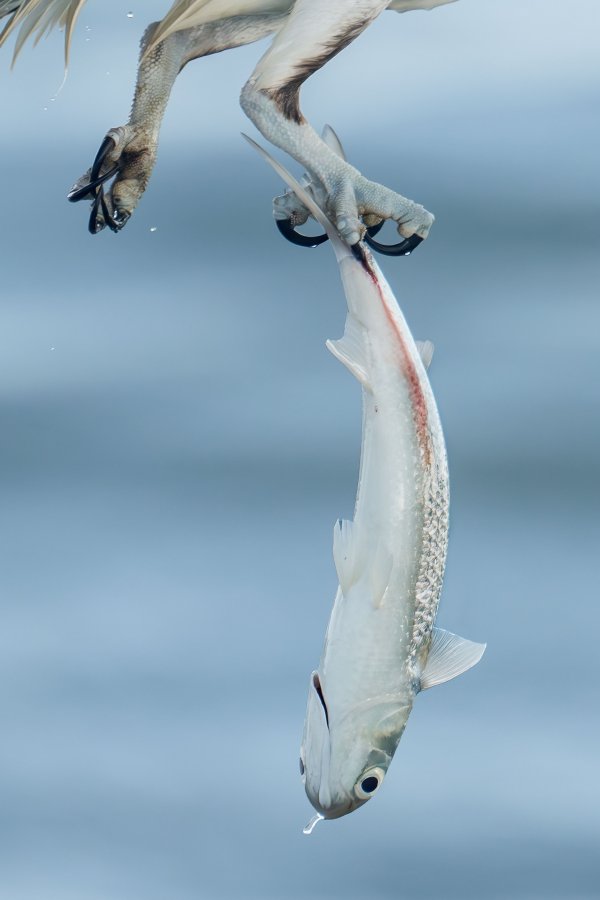 Mullet-3200-in-talons-of-Osprey-_DSC6531-Sebastian-Inlet-FL