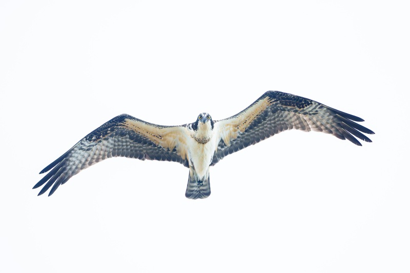 Opresy-3200-juvenile-overhead-flight-_DSC8014-Sebastian-Inlet-FL