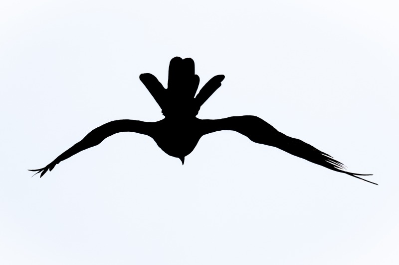 Ospery-3200-ready-to-dive-backlit-_DSC7562-Sebastian-Inlet-State-Park-FL