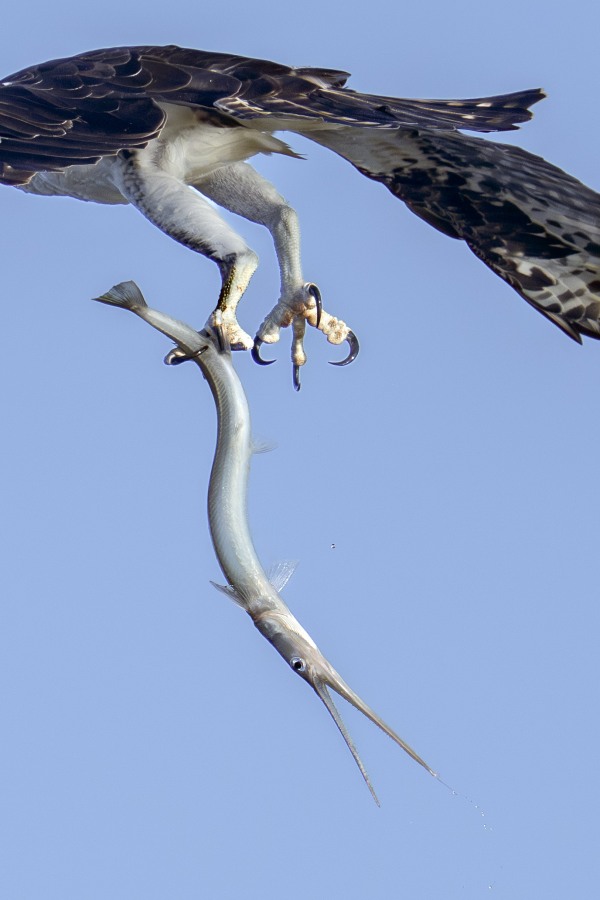 Osprey-2200-with-Atlantic-Needlefish-_DSC7921-Sebastian-Inlet-State-Park-FL