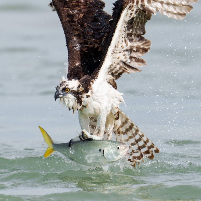 Osprey-2400-w-Yellow-tailed-Menhaden-in-progress-before-tight-crop-_DSC0983-Sebastian-Inlet-FLA-Enhanced-NR