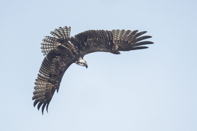Osprey-3200-adult-turning-in-flight-dorsal-view-_DSC7223-Sebastian-Inlet-FL