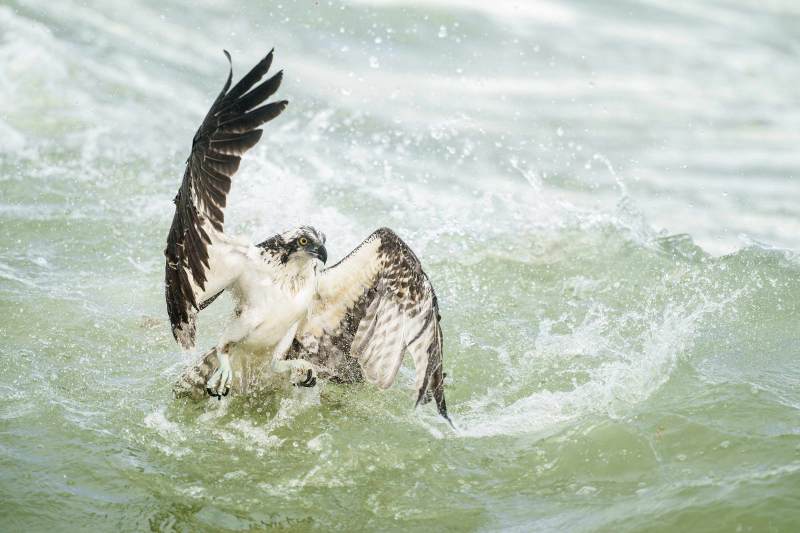 Osprey-3200-after-missed-strike-_DSC0781-Sebastian-Inlet-FL Osprey-3200-after-missed-strike-_DSC0781-Sebastian-Inlet-FL