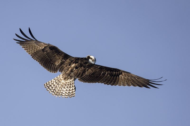 Osprey-3200-fishing-dorsal-view-peek-a-boo-_DSC8749-Sebastian-Inlet-State-Park-FL