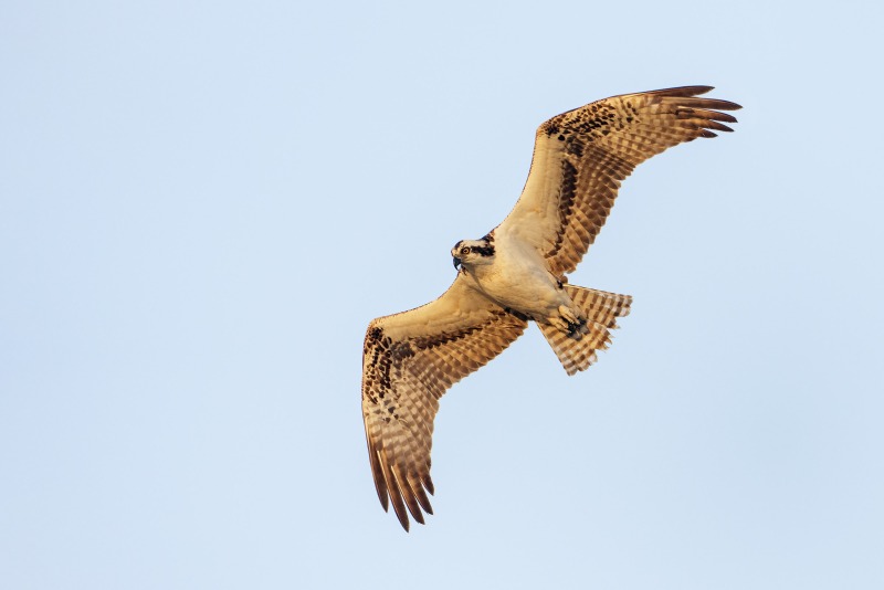 Osprey-3200-gliding-flight-EUGEN-_DSC5473-Sebastian-Inlet-FL