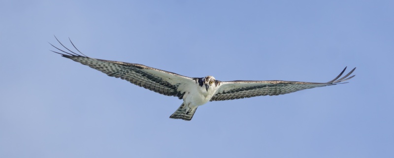 Osprey-3200-hunting-_DSC9759-Sebastian-Inlet-FL-2