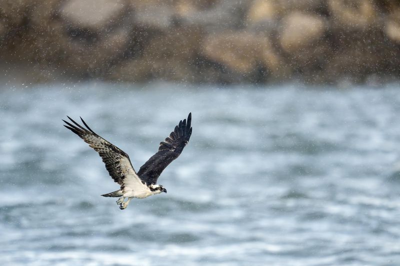 Osprey-3200-in-rain-_DSC5618-Sebastian-Inlet-FL Osprey-3200-in-rain-_DSC5618-Sebastian-Inlet-FL