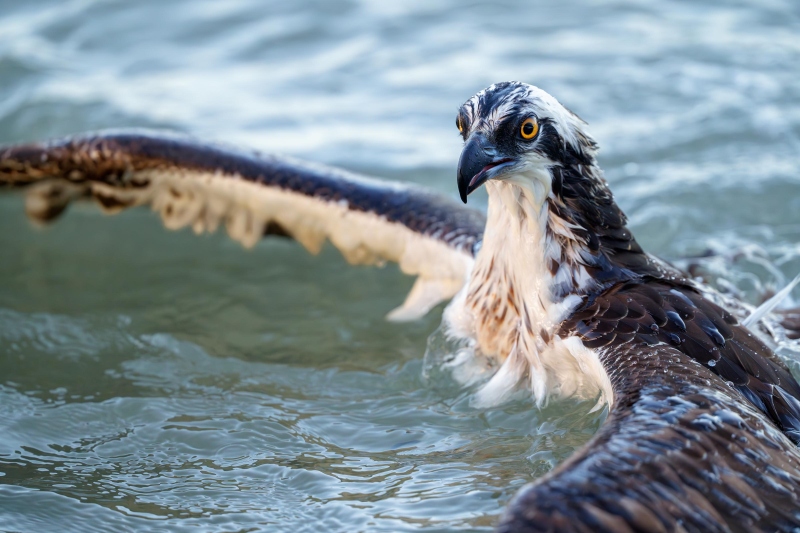 Osprey-3200-in-water-with-fish-in-talons-_A1G7502Sebastian-Inlet-FL-Enhanced-NR