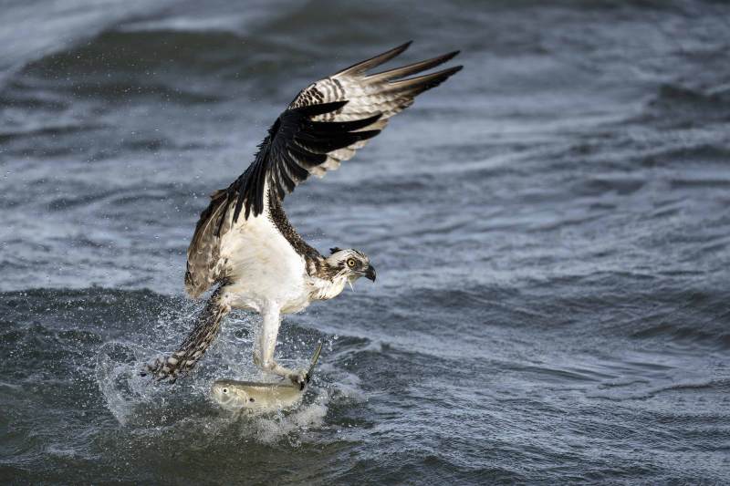 Osprey-3200-juvenile-taking-flight-with-menhaden-in-talons-_DSC4045-Sebastian-Inlet-FL Osprey-3200-juvenile-taking-flight-with-menhaden-in-talons-_DSC4045-Sebastian-Inlet-FL