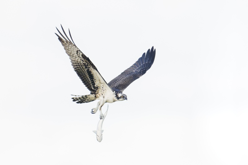 Osprey-3200-juvenile-with-fish-_DSC2353-Sebastian-Inlet-FL