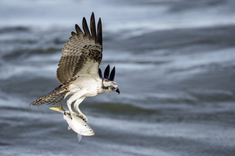 Osprey-3200-juvenile-with-yellowfin-Menhaden-_DSC4170-Sebastian-Inlet-FL Osprey-3200-juvenile-with-yellowfin-Menhaden-_DSC4170-Sebastian-Inlet-FL