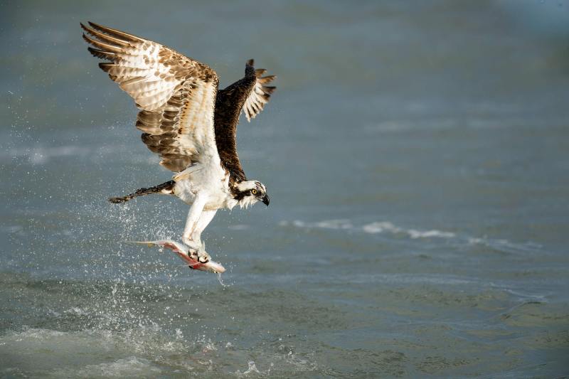 Osprey-3200-lifting-off-with-catch-_DSC3065-Sebastian-Inlet-FL