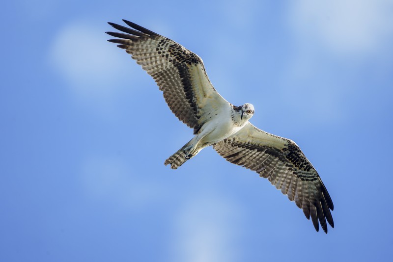 Osprey-3200-looking-back-JIM-DOLGIN-_A1B7952-Sebastian-Inlet-FL Osprey-3200-looking-back-JIM-DOLGIN-_A1B7952-Sebastian-Inlet-FL