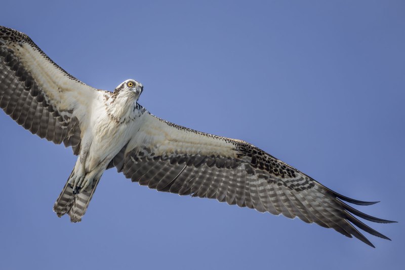 Osprey-3200-overhead-tight-flight-juvenile-_DSC3808-Sebastian-Inlet-FL Osprey-3200-overhead-tight-flight-juvenile-_DSC3808-Sebastian-Inlet-FL