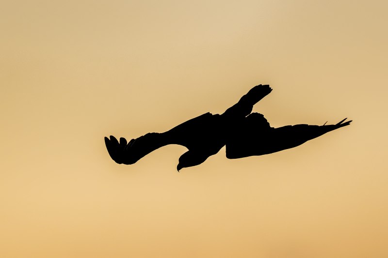 Osprey-3200-predawn-dive-_DSC5255-Sebastian-Inlet-State-Park-FL