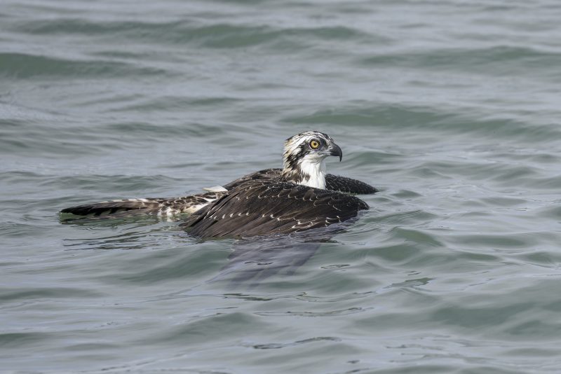 Osprey-3200-resting-before-lifting-off-_DSC2033-Sebastian-Inlet-State-Park-FL