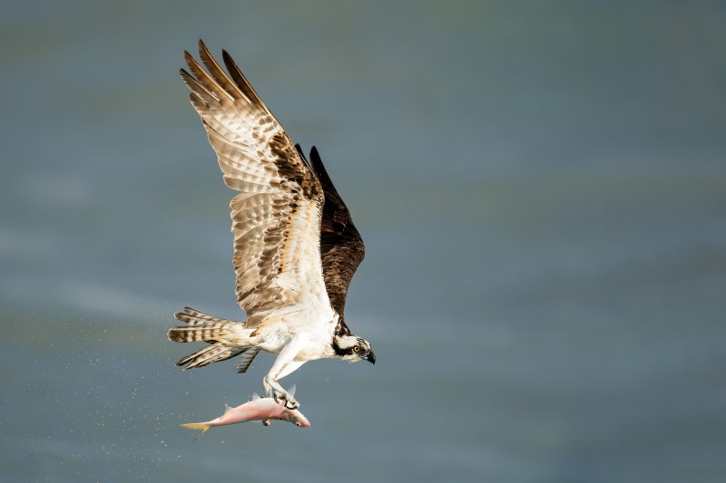 Osprey-3200-with-Yellowfin-Menhaden-_DSC3101-Sebastian-Inlet-FL