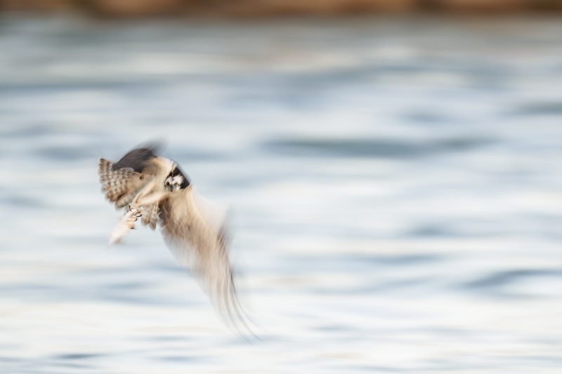 Osprey-3200-with-fish-blur-_DSC7102-Sebastian-Inlet-FL