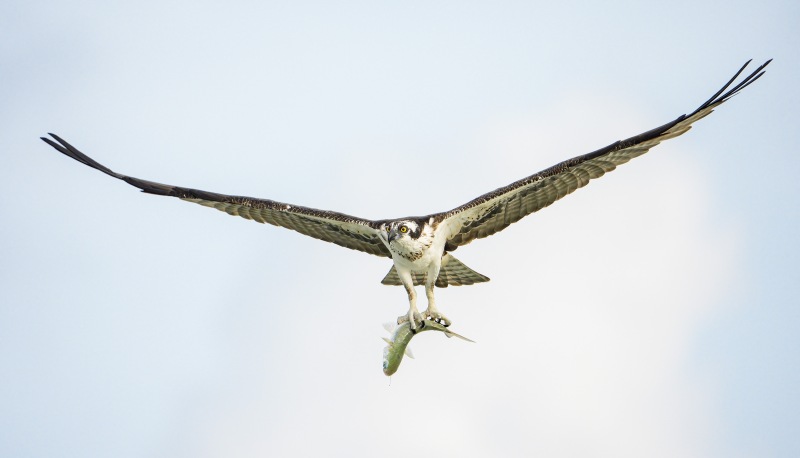 Osprey-3200-with-fish-in-talons-_DSC7732-Sebastian-Inlet-FL Osprey-3200-with-fish-in-talons-_DSC7732-Sebastian-Inlet-FL