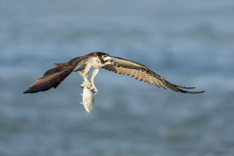 Osprey-3200-with-menhaden-_DSC0686-Sebastian-Inlet-FL