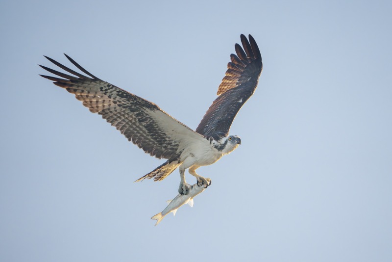 Osprey-3200-with-mullet-_DSC1247-Sebastian-Inlet-FL