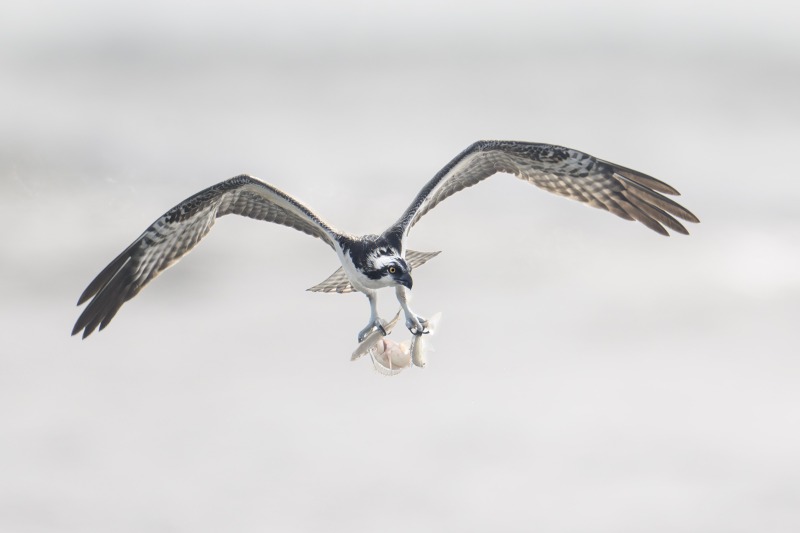 Osprey-3200-with-three-fish-_DSC4624-Sebastian-Inlet-FLA