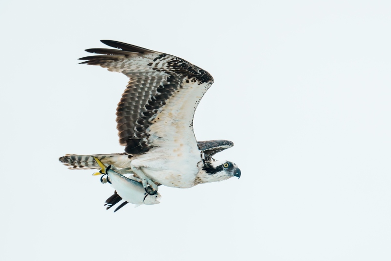 Osprey-3200-with-yellow-tailed-Menhaden-_DSC5510-Sebastian-Inlet-FLA-Enhanced-NR