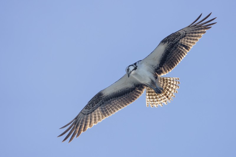 Osprey-backlit-3200-_DSC8097-Sebastian-Inlet-State-Park-FL