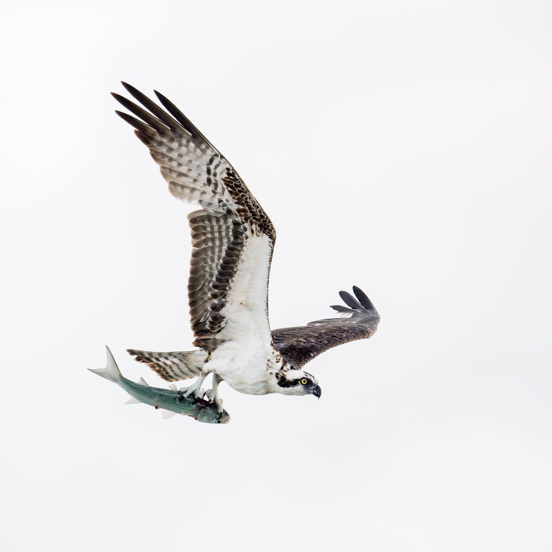 Osprey-with-Mullet-_DSC2867-Sebastian-Inlet-FL