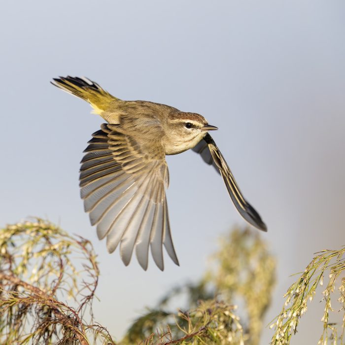 Palm-Wabler-2400-taking-flight-_DSC9981-Indian-Lake-Estates-FL-2