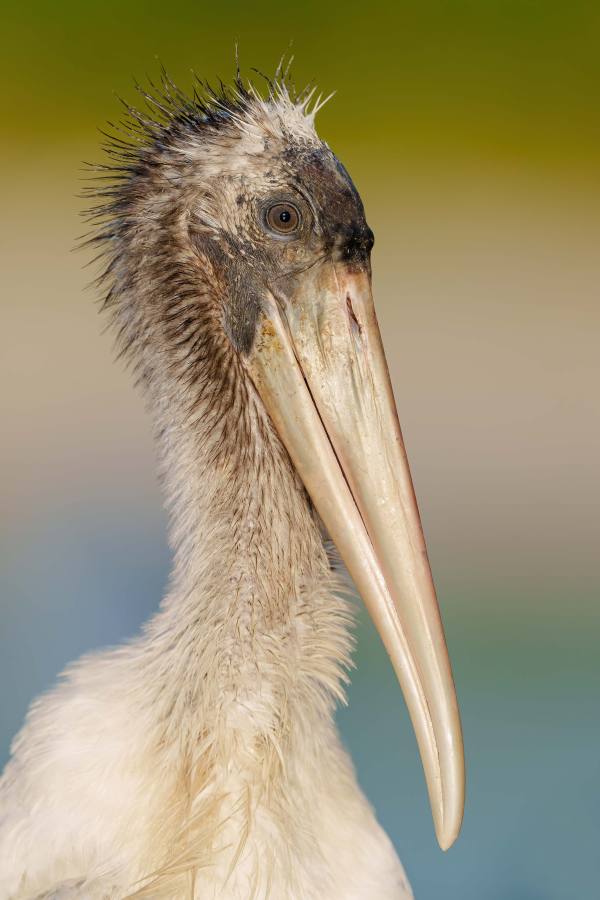 Pugs_woodstork