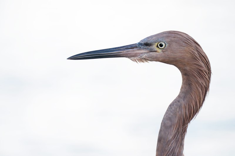Reddish-Egret-3200-head-portrait-RED-DSC02724-Sebastian-Inlet-FL