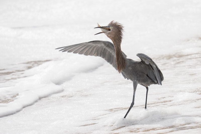 Reddish-Egret-3200-swallowing-pinfish-_DSC1168-Sebastian-Inlet-State-Park-FL