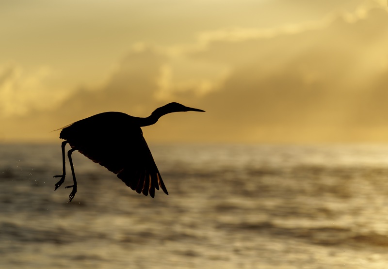 Reddish-Egret-3200-taking-flight-backlit-MISHA-_5II3200-Sebastian-Inlet-FL Reddish-Egret-3200-taking-flight-backlit-MISHA-_5II3200-Sebastian-Inlet-FL
