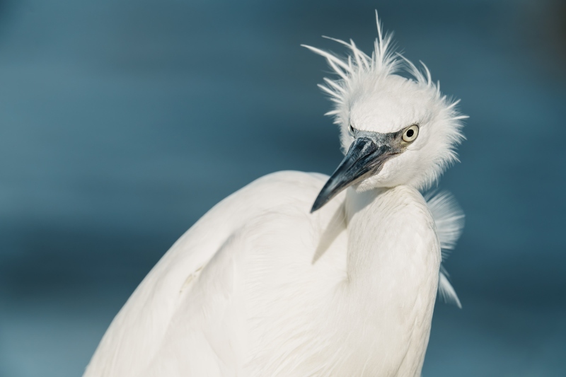 Reddish-Egret-3200-white-morph-w-head-feathers-splayed-_DSC0864-Sebastian-Inlet-FL-Enhanced-NR