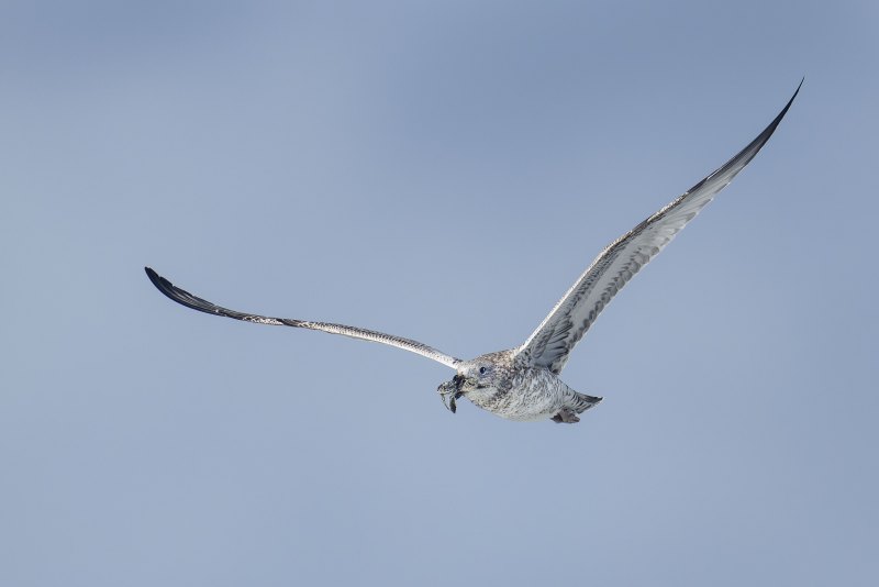 Ring-billed-Gull-3200-juvenile-carrying-baby-sea-turtle-_DSC6680-Sebastian-Inlet-FL Ring-billed-Gull-3200-juvenile-carrying-baby-sea-turtle-_DSC6680-Sebastian-Inlet-FL