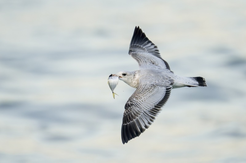 Ring-billed-Gull-3200-molting-to-1st-winter-plumage-with-baitfish-_DSC1890-Sebastian-Inlet-FL