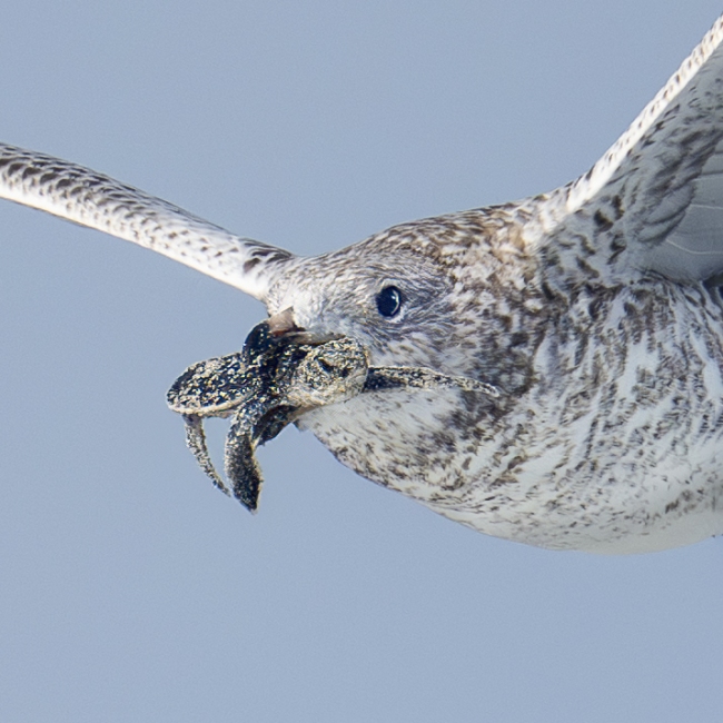 Ring-billed-Gull-SQ-juvenile-carrying-baby-sea-turtle-_DSC6680-Sebastian-Inlet-FL Ring-billed-Gull-SQ-juvenile-carrying-baby-sea-turtle-_DSC6680-Sebastian-Inlet-FL