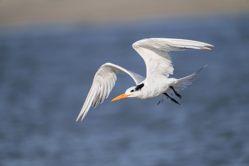 Roayl-Tern-3200-winter-plumage-flight-_DSC0422-Sebastian-Inlet-FL-Enhanced-NR